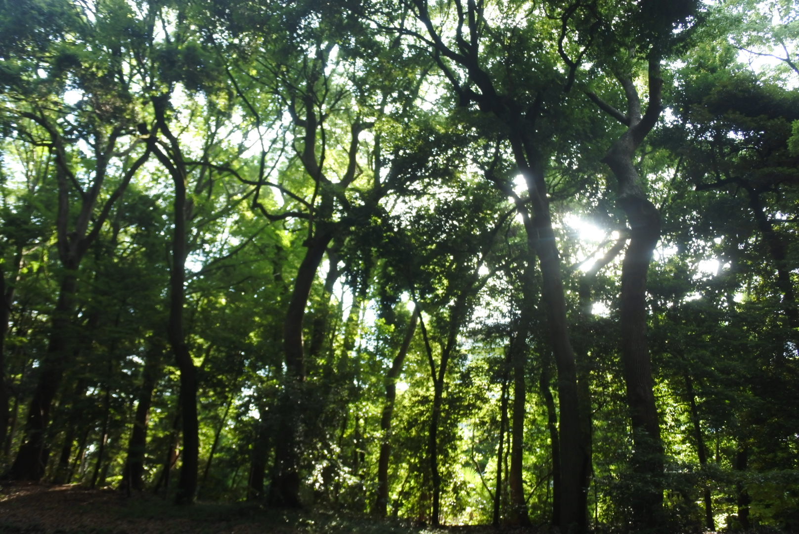 明治神宮の木々　リノリラックス